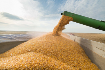 Экспортная пошлина на пшеницу снизится до $86,9
